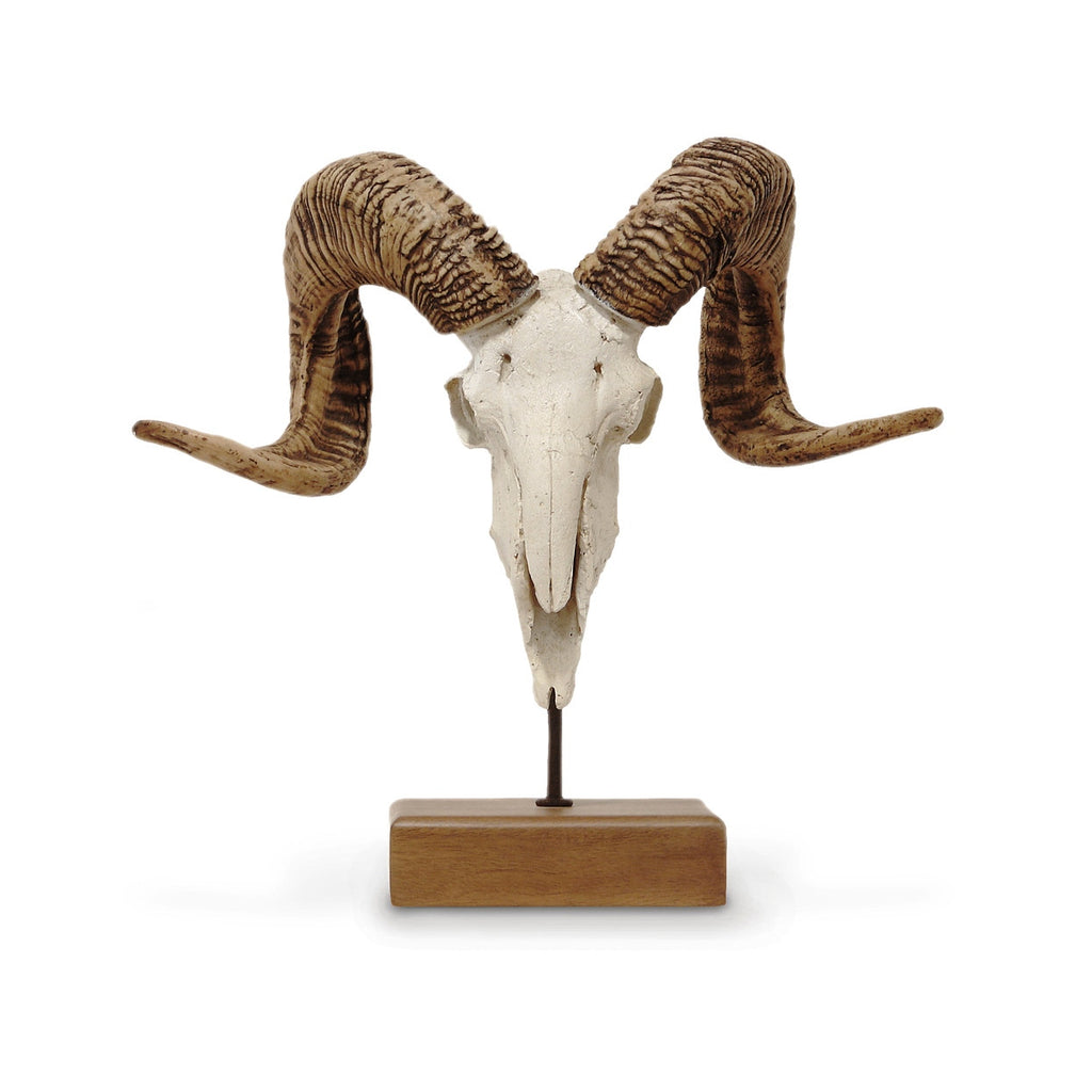 Siberian Ram Horn Decor